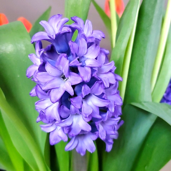 Meet your Posher, Roxana - Picture 1 of 1